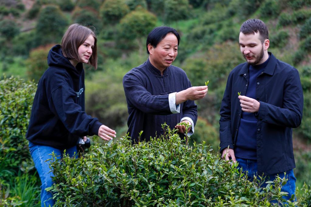 事｜祁门红茶香飘世界AG真人平台中国故